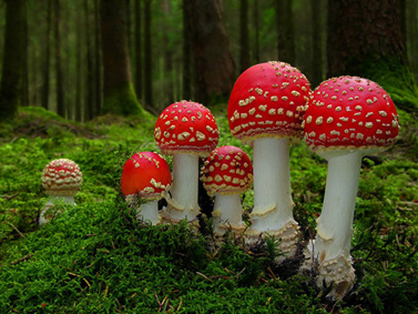 Los Hongos mas exóticos del Reino Fungi